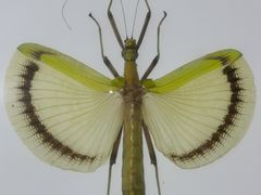 -上海昆虫博物馆