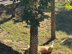 -西霞口神雕山野生动物世界