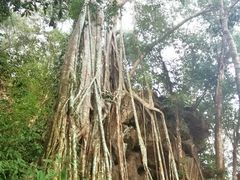 -中国科学院西双版纳热带植物园