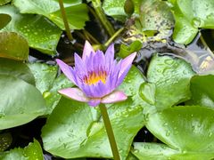 -三亚海棠湾万丽度假酒店