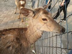 -长白岛森林公园