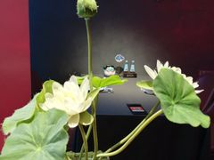 -肆月河豚·新淮扬菜·烤鸭(中关村店)