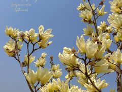 -上海辰山植物园
