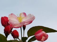 -海棠花溪(元大都城垣遗址公园)