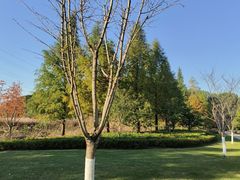 -昆山城市生态森林公园