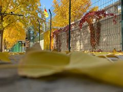 -三里屯东五街银杏大道