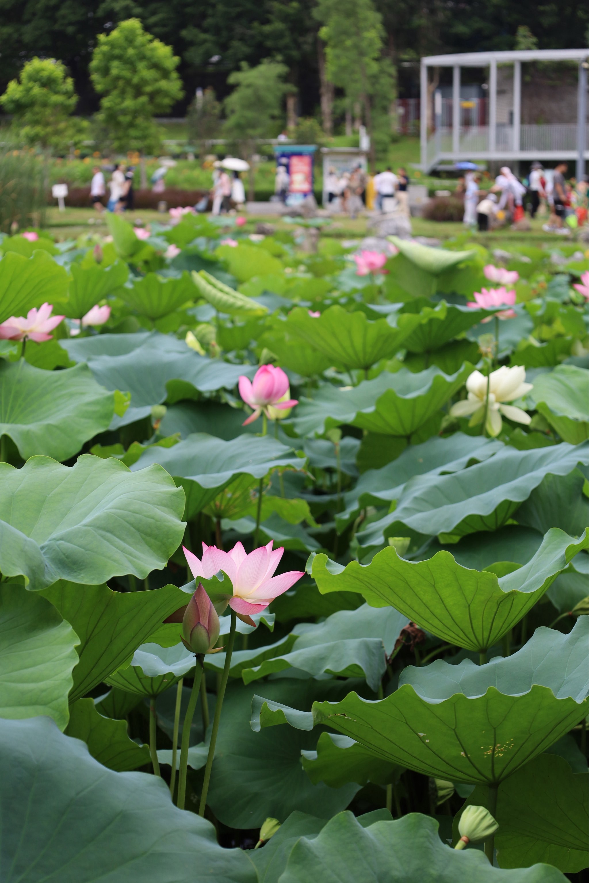 夏日炎炎这里的荷花又开啦!