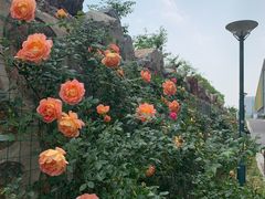 -南京医科大学(江宁校区)