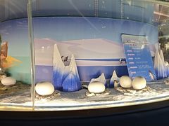 -帝企鹅自助餐厅•儿童岛•真企鹅(长隆企鹅酒店)