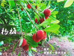 -楠溪江风景名胜区