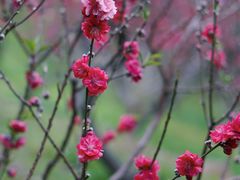 -桃花涧
