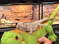 -FAIRYLAND龙族星球主题餐厅(凯丹广场店)