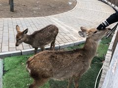 -北京鹿世界主题园