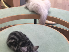 -CAT’S MEWSTAR CAFE·喵星球猫屋(晴湾咖啡店)