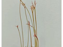 -百果园(金澄路店)