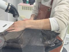 -爱洗澡的猫(天河路店)