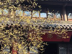 -灵谷景区