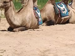 -鄂尔多斯野生动物园