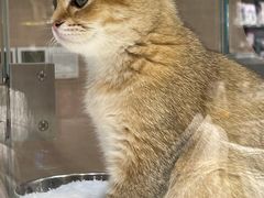 -Awfully Chocolate(嘉里城店)