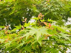 -莫愁湖公园