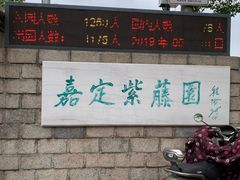 -嘉定紫藤园