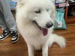 -瑞派动物医院·绝育·犬猫全科·预防医学(光景江南中店)