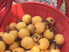 -塘栖枇杷特色园区