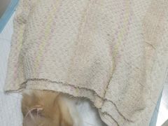 -纳吉亚猫专科动物医院博雅分院