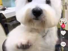 -德元·美联众合24小时动物医院(总院)