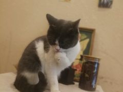 -猫友咖啡店(玉林西路店)