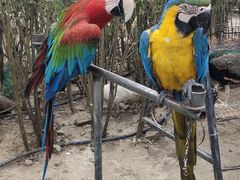 -新疆天山野生动物园