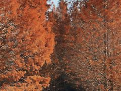 -溱湖国家湿地公园