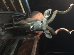 iphone_upload_pic-清迈夜间动物园