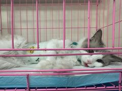 -小伙伴宠物医院•急重症转诊中心·老年专科·犬猫全科(北大街总院)