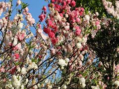 -南汇桃花村