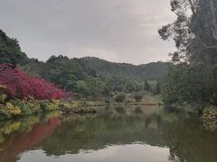-深圳仙湖植物园