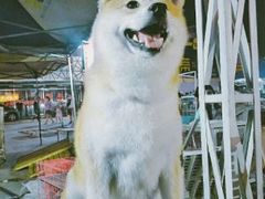 -中环花鸟鱼虫市场