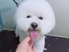 -派多格宠物·购宠(靛厂路店)