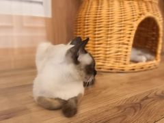 -袖虎·猫馆(体育西路店)