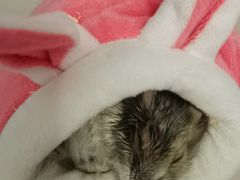 -北京观赏动物医院·24小时大型综合·猫专科·异宠专科
