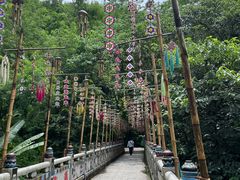 -西双版纳原始森林公园