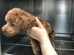 -宠福鑫康馨动物医院·骨科·眼科
