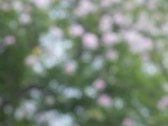 -攀枝花公园