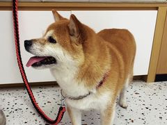 -瑞派康怡24h宠物医院·犬猫医疗中心·微创绝育(瑞景分院)
