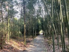-潜山国家森林公园
