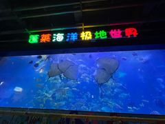 -蓬莱欧乐堡海洋极地世界