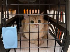 -心仪动物医院·牙专科·肿瘤·心脏科(西客站院)