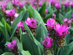 -松山湖梦幻百花洲