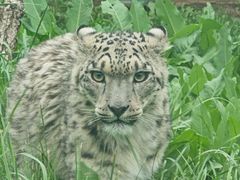 -青藏高原野生动物园