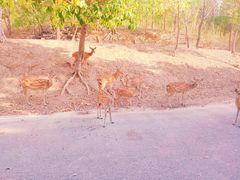 -清迈夜间动物园